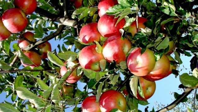 merele romanesti, merele românești, piața europeană