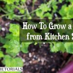 Rădăcinile unor legume folosite în bucătărie pot folosi pentru apariția unei noi recolte