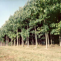 Copacul-minune, care crește rapid, nu arde ușor și consumă mult CO2, va fi plantat în România