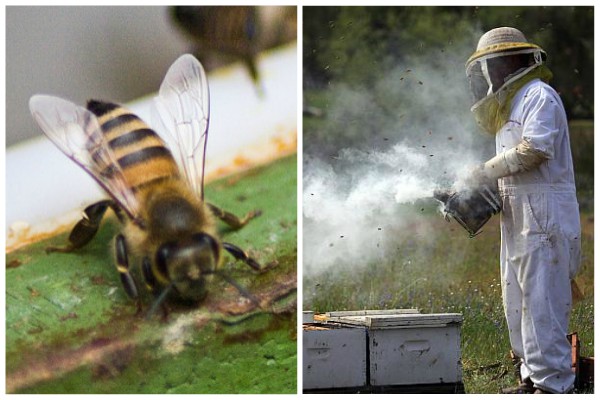 apicultorii incepatori