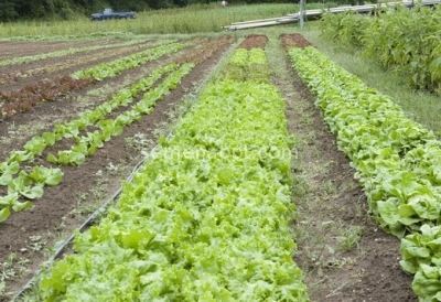 Tehnologia de cultivare a salatei