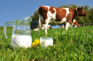 Noile reguli europene care vor obliga Romania sa transforme laptele in cascaval scump si parmezan