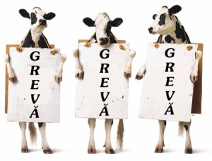 Normele europene ne vor lasa fara lapte de vaca autohton. Fermierii renunta la bovine si cresc oi pe mult mai putini bani