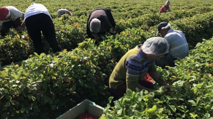 De ce refuză românii locurile de muncă în agricultură oferite de Marea Britanie