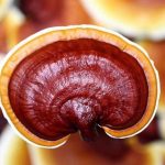 Ciuperca Reishi – proprietăți medicinale și contraindicații