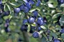 Porumbarul (Prunus spinosa), planta culinara si de leac