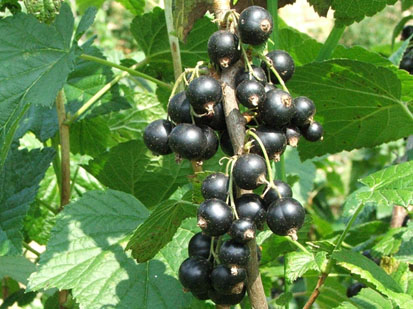 Coacazul negru = o planta miraculoasa