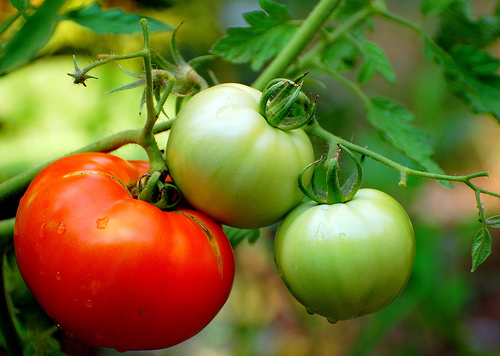 Infiintarea culturilor ecologice de tomate
