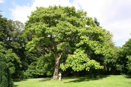 Paulownia este arborele minune al energiei regenerabile
